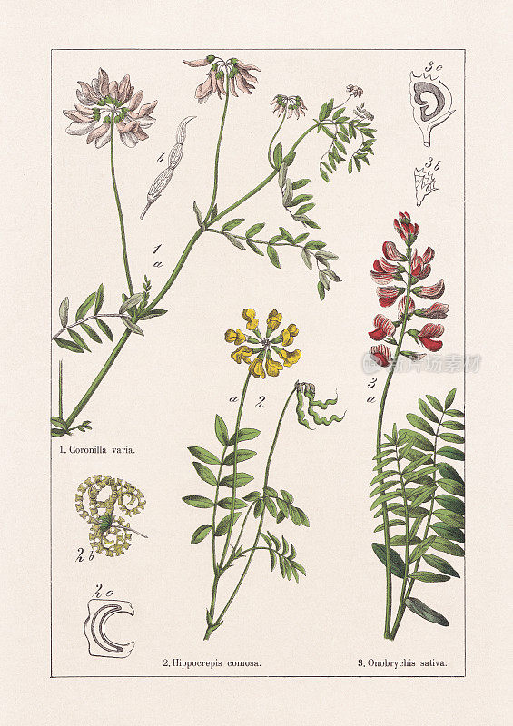 Faboideae, Fabaceae, Onobrychis, chromo石印，出版于1895年